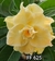 Rosa do deserto FF 625 - comprar online