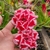 Rosa do deserto Odalisca - comprar online