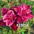 Rosa do deserto Kenya - comprar online