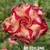 Rosa do deserto Br Edilene - comprar online