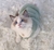 Roupinha para Gatos Colete na internet