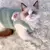 Roupinha para Gatos Colete - comprar online