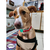 Placa de Identificação Para Pets Kit com 2
