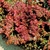 ALFACE CRESPA - BANCHU RED FIRE - Sementes Takii e Fertilizantes Semeplus Mais Baratos do Mercado | SEMETOP