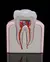 Premolar Sano Desarmable