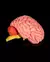 Modelo Cerebro Humano