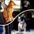 Passeio - Guia cinto de segurança para viagens para pet para transporte e passeios