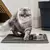 Imagem do Tapete Para Caixa De Areia De Gatos Gatos - BINGO LIFE STORE