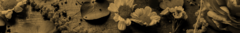 Banner de la categoría Floral