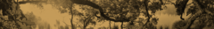 Banner de la categoría Nicho