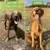 Ajustável de alta pressão spray bocal mangueira, Dog Shower Gun, Pet Wash Limp - loja online