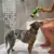 Ajustável de alta pressão spray bocal mangueira, Dog Shower Gun, Pet Wash Limp - achadinhosbabi