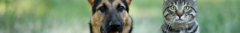 Banner de la categoría Mascotas