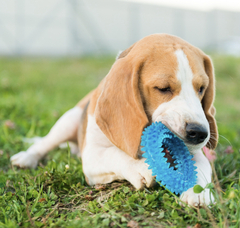 Banner da categoria Cães