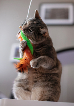 Banner da categoria Gatos