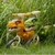 Patacleta Dino - comprar online
