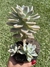 Graptosedum Ghosty - Pote 12 na internet
