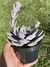 Echeveria Ceniza - Pote 11 na internet
