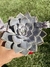 Echeveria Ceniza - Pote 11 - comprar online