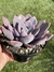 Graptoveria Debbie - Pote 11 na internet