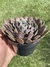 Echeveria Pluto - Pote 11 na internet