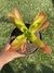 Crassula Capitella Campfire - Pote 11 na internet