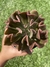 Echeveria Dark Vader - Pote 11 - comprar online