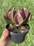 Echeveria Dark Vader - Pote 11 na internet