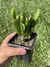 Orelha de Shrek - Crassula Ovata Gollum - Pote 8 - comprar online
