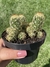 Cacto Dedo de Moça - Mammillaria Elongata - Pote 11 - comprar online