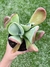 Kalanchoe Oricula - Pote 11 na internet