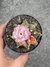 Gymnocalycium Mihanovichii Variegata - Pote 9 na internet