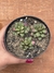 Anacampseros Rufescens Variegata - Pote 11 - comprar online