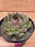 Agavoide Black Queen - Pote 11 na internet