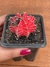 Gymnocalycium Mihanovichii Variegata - Pote 8 na internet