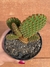 Cacto Orelha de Mickey - Opuntia Microdasys - Vermelha - Pote 11 na internet