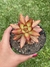 Sedum Nussbaumerianum - Pote 11 - comprar online