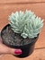 Sedum Nicaense (Harry Butterfield) - Pote 11 na internet