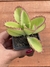 Kalanchoe Daigremontiana (Mãe-de-Mil) - Pote 8 na internet