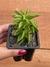 Peperomia Dolabriformis - Pote 8 - comprar online