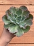 Echeveria Blue Waves - Pote 11 - comprar online