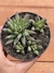 Pachyphytum Compactum (Colônia Diamante) - Pote 11 - comprar online