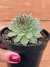 Sempervivum calcareum (Greenie) - Pote 8 na internet