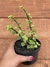Portulacaria Afra -Pote 11 na internet