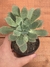 Aeonium haworthii - Pote 8 - comprar online