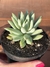 Sedum Nicaense (Harry Butterfield) - Pote 9 na internet