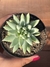 Sedum Nicaense (Harry Butterfield) - Pote 9 - comprar online