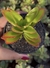Crassula Capitella Campfire - Pote 9 na internet