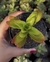 Crassula Capitella Campfire - Pote 9 - comprar online
