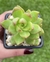 Sedum Golden Glow - Pote 8 - comprar online